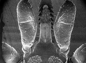 Tick Mouthparts