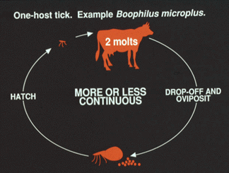 One Host Tick Lifecycle