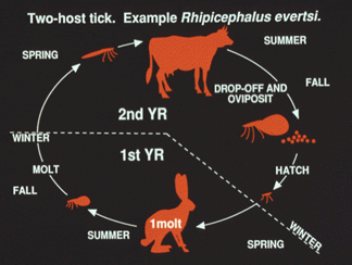 Two Host Tick Lifecycle
