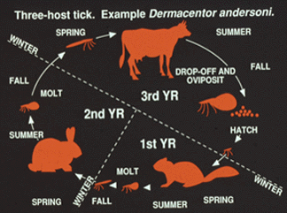 Three Host Tick Lifecycle