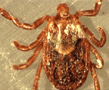 Adult Pacific Coast Tick
