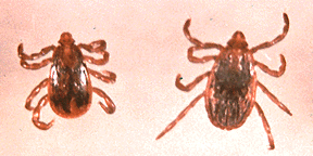 Adult Brown Dog Ticks